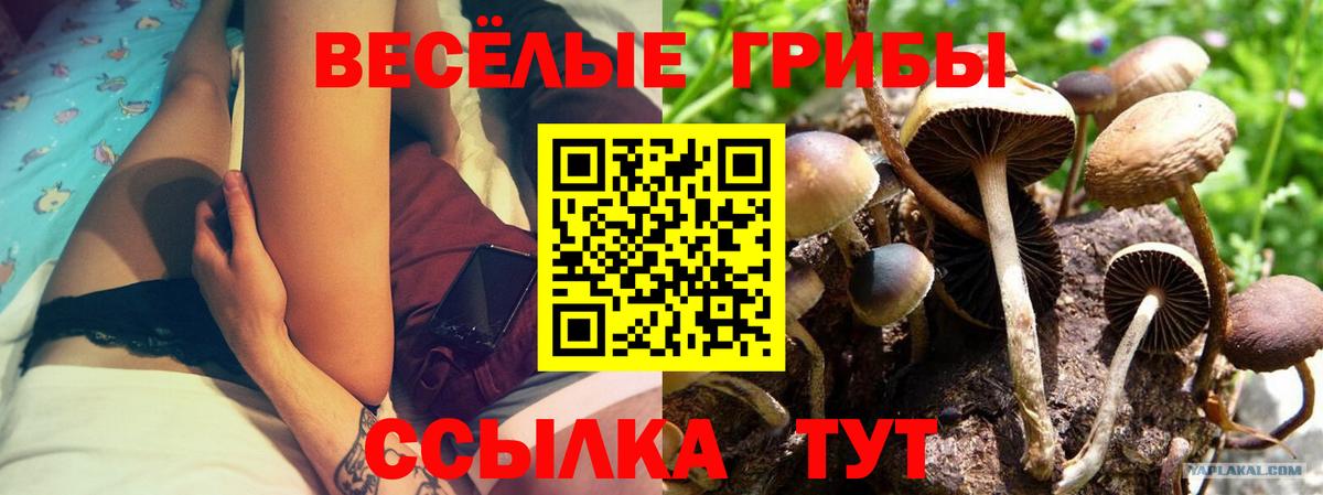 Псилоцибиновые грибы Psilocybe  Галлюциногенные грибы ЛСД  Городец  Вход с VPN 